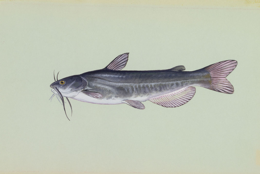White Catfish Source: Raver, Duane. http://images.fws.gov. U.S. Fish and Wildlife Service.