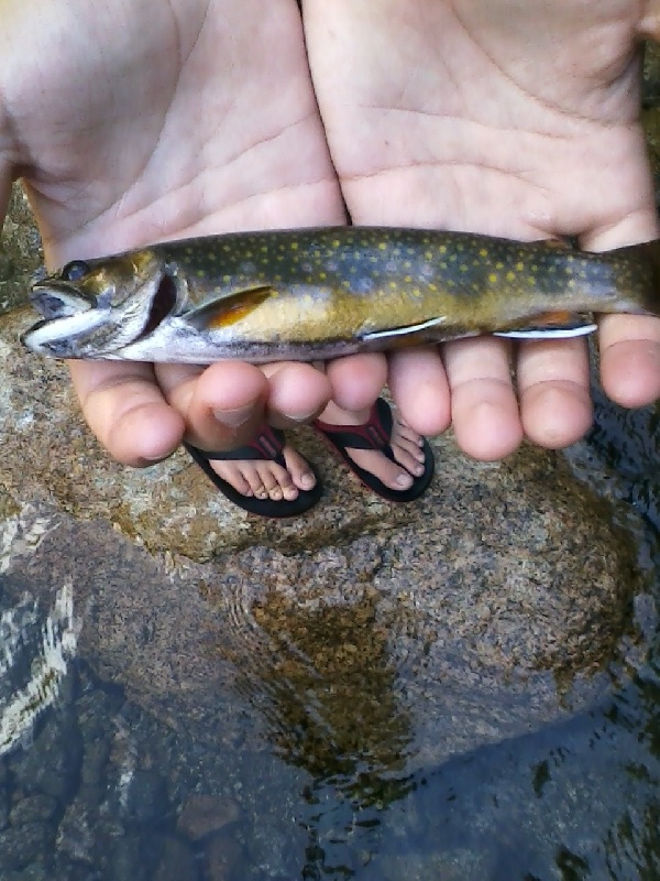 First Ever Brookies near Lincoln