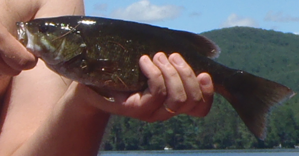 Smallmouth Bass near Bean's Purchase