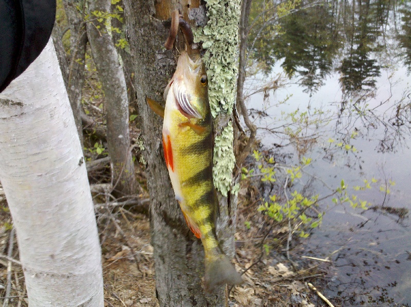 Yellow Perch, pickerels, SMB, and a giant beaver! near Albany