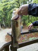 Madison, NH Fishing Report