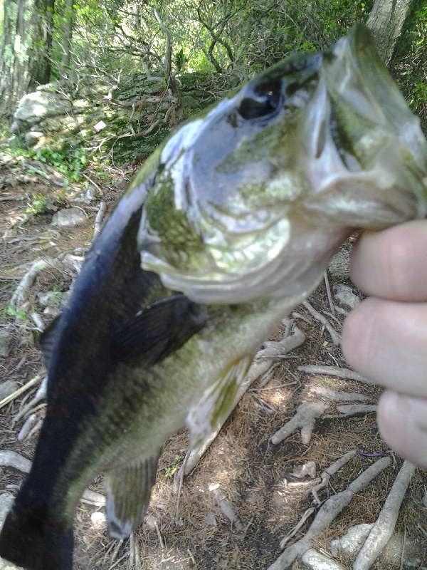 Greenville fishing photo 0