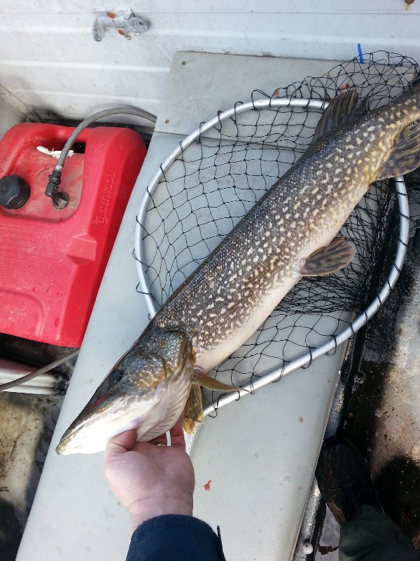 Northern Pike near Chesterfield