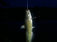 Night of the Living Pout. Fishing Report