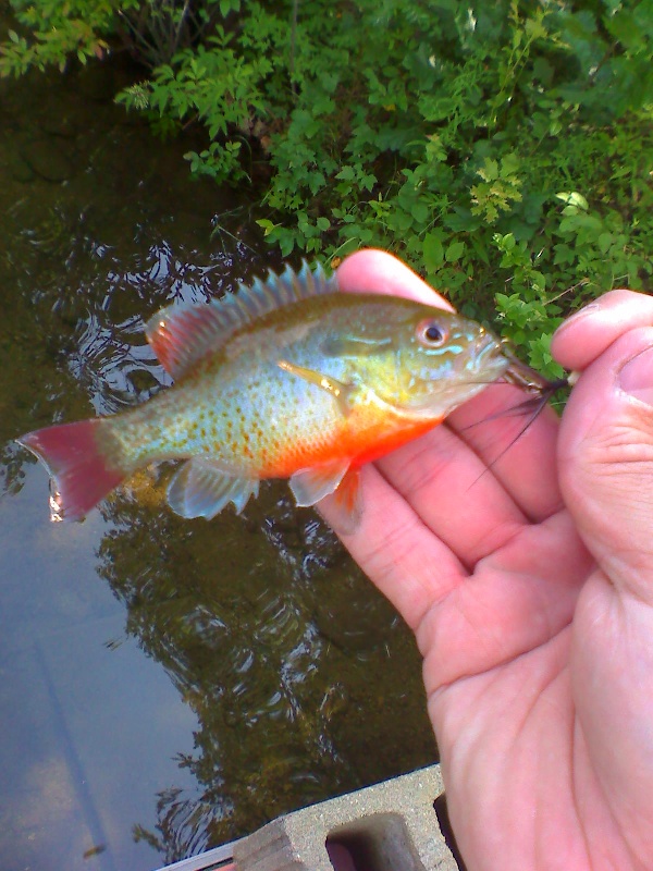 Awesome Colors on the Sunfish near Northfield