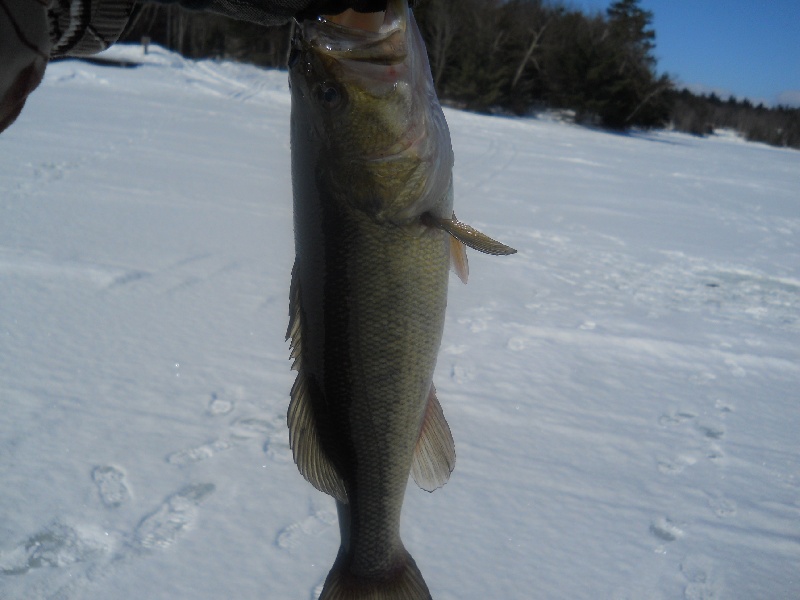 Bass from the ice. near Gilmanton