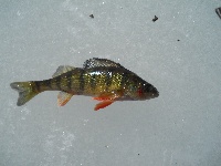 My first Ice fishing attempt. Fishing Report