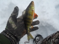 Go for the bass, stay to unhook the perch! Fishing Report