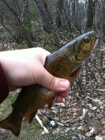 Mid-afternoon Spicket River Salem NH Fishing Report