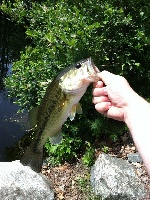 Fishing Arlington Mills Reservoir