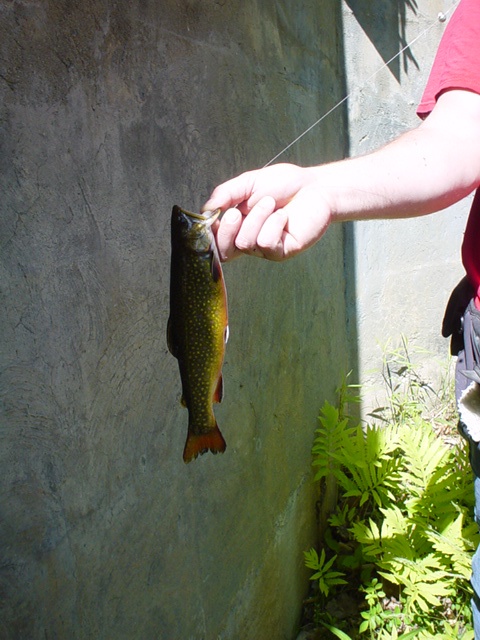 brook trout near Milton