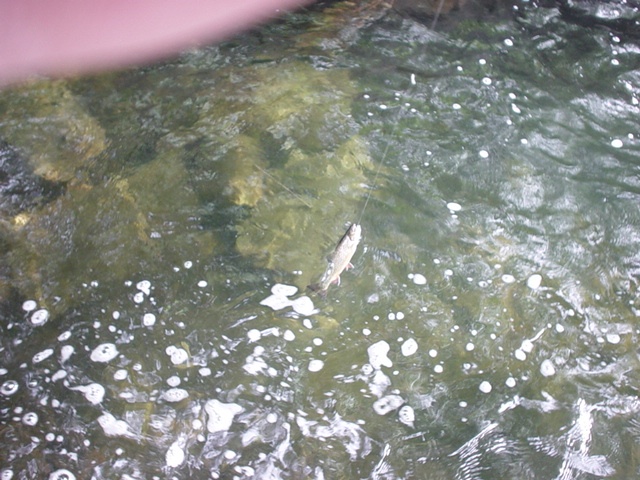 brook trout near Wakefield