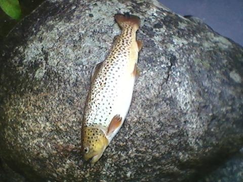 same brown trout near Brookfield