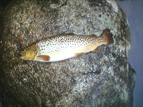 brown trout near Brookfield
