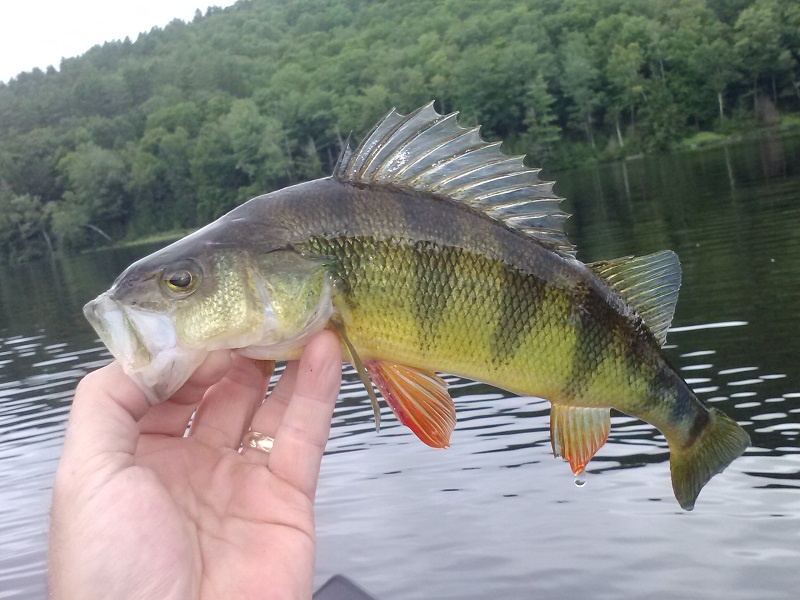 Monroe fishing photo 1