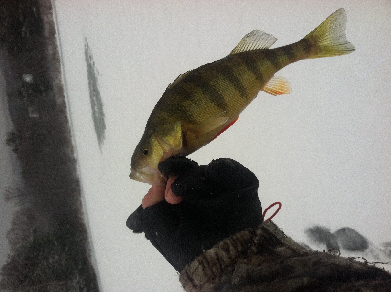 One of many perch caught near Plastow