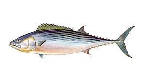 Atlantic Bonito