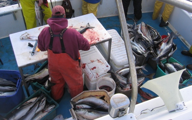 The Filleting started. near Hampton