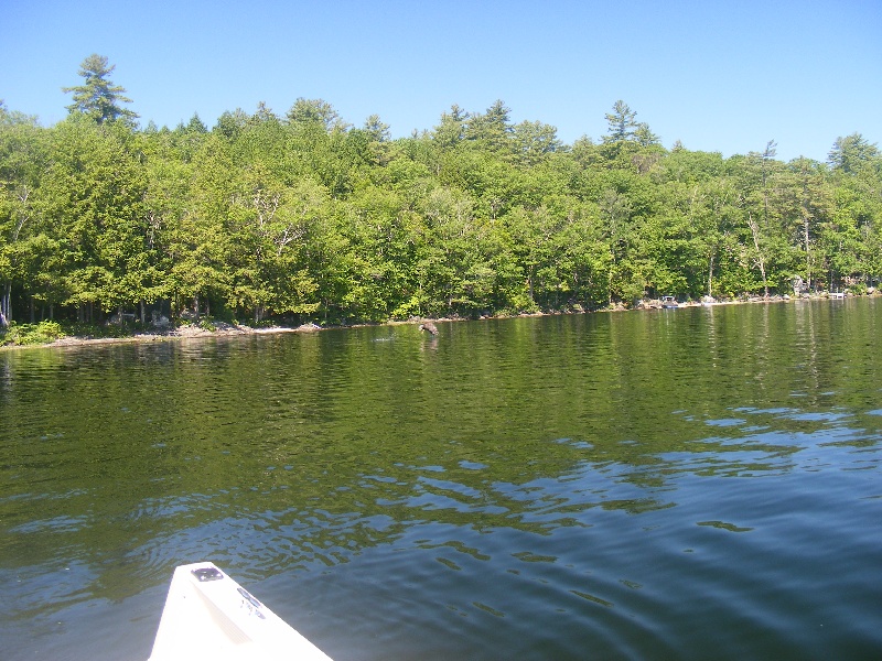 Lunch for the eagle near Henniker