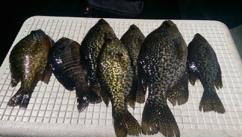 Crappie Crazy