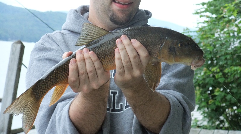 Carp near Plymouth