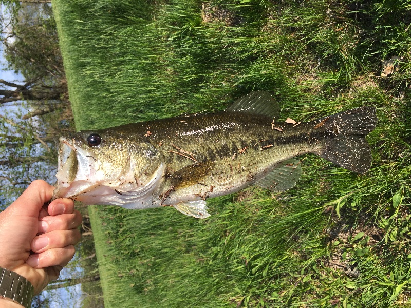 Brookline fishing photo 5