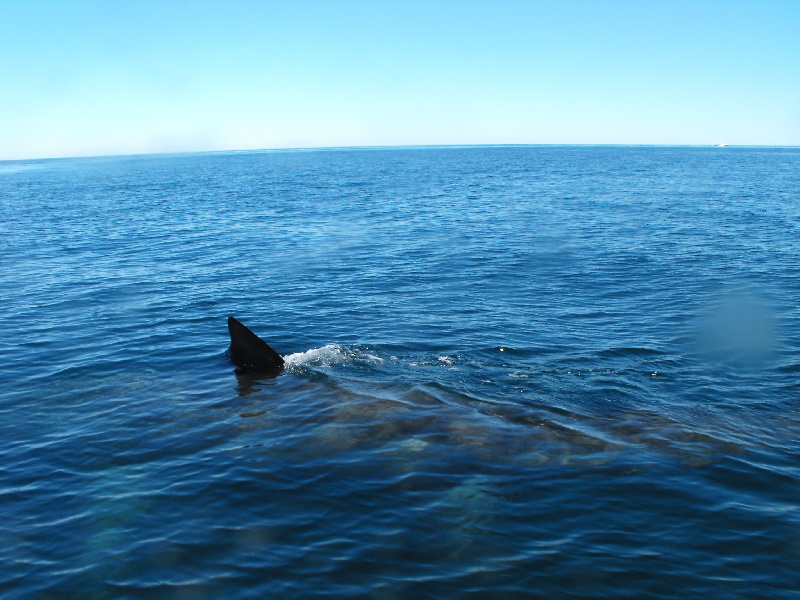 Basking Shark