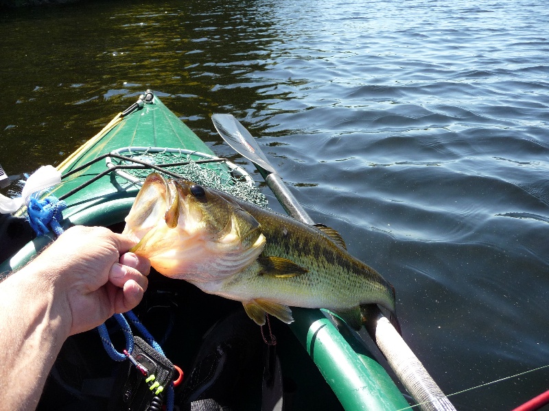 Hubbard Pond fish near Sharon