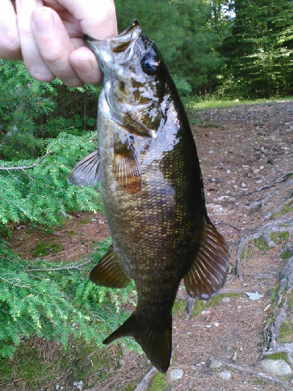 smallie corner