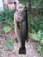 Maple Falls Brook Mill Ruins Fishing Report