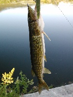 Marlborough pond tour