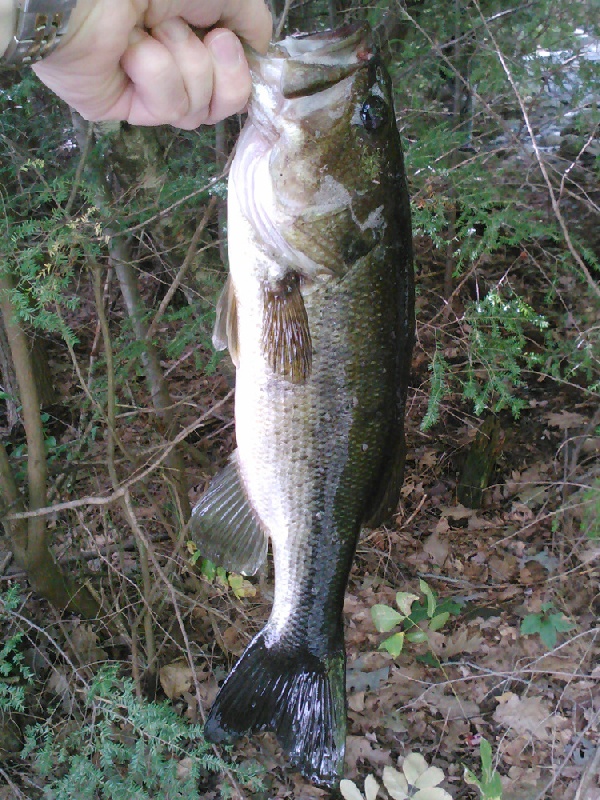 shore fishing