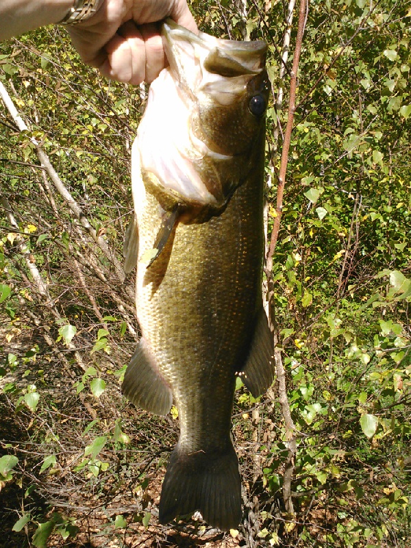 Pond four near Hooksett