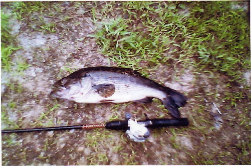 Many Bass near Chichester