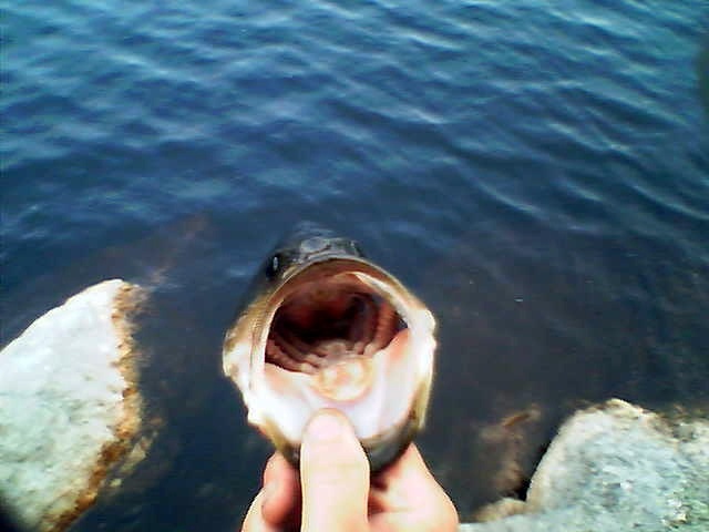 Shellcamp