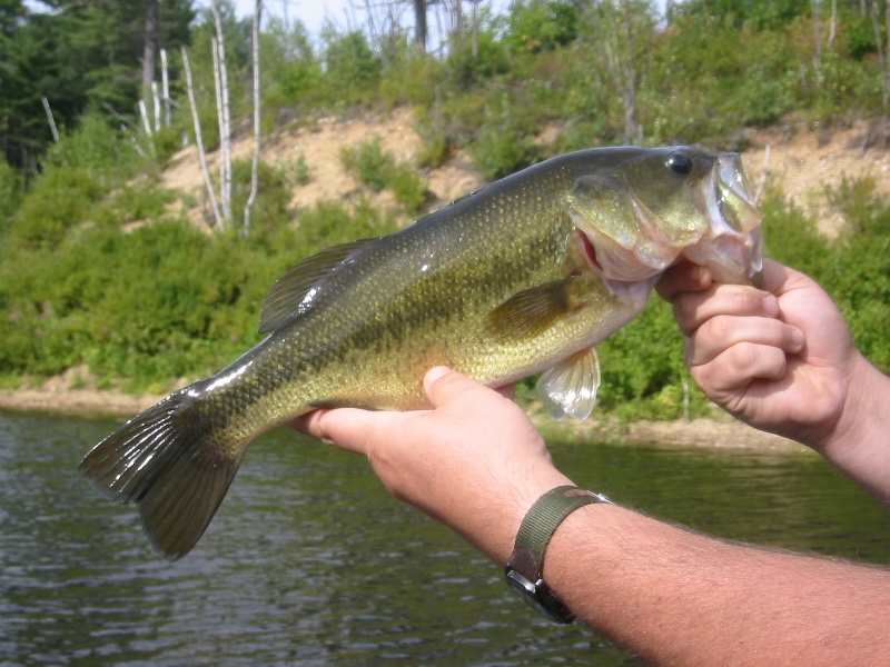 4 lb Bass, Clough state park near Weare