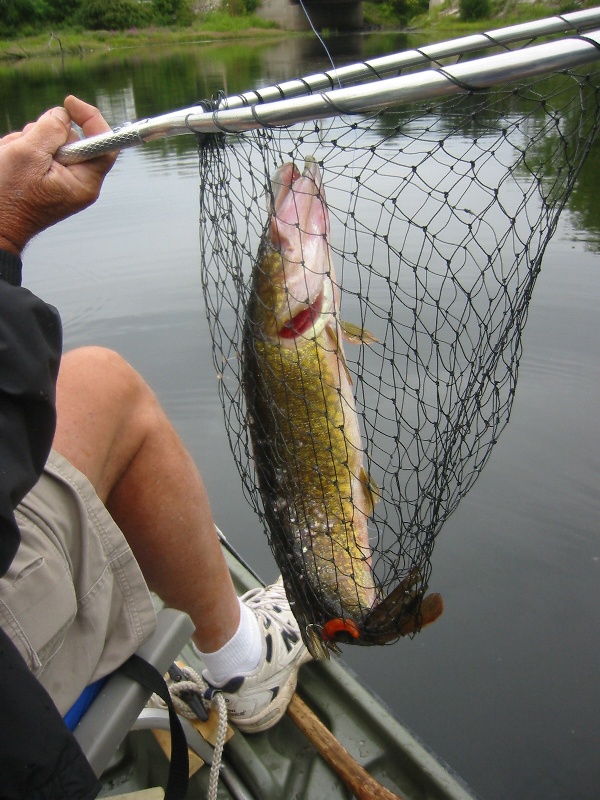 5 lb pickerel near Chester