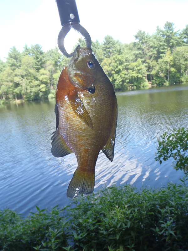 Sunfish