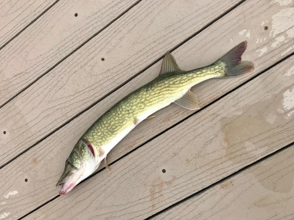 Lake Murray Pickerel