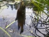 blue gills and punkin seed near Londonderry