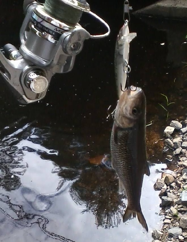 White Fish near Danville