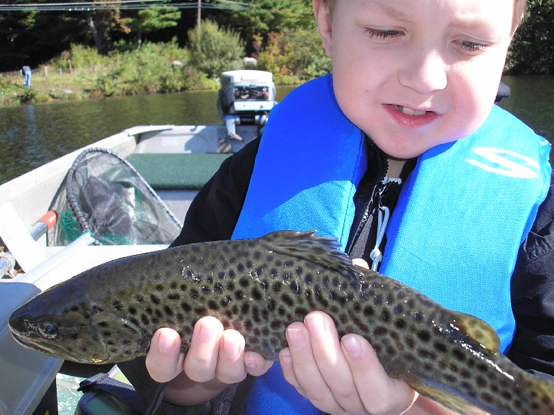 stocker browns