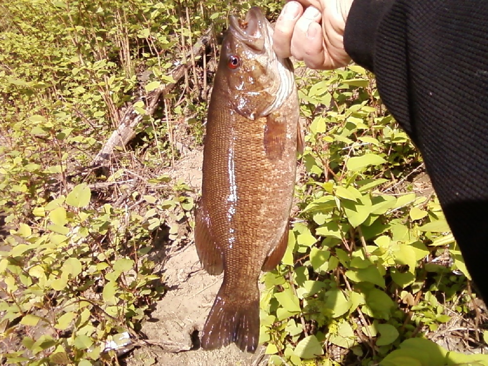 small mouth near Langdon