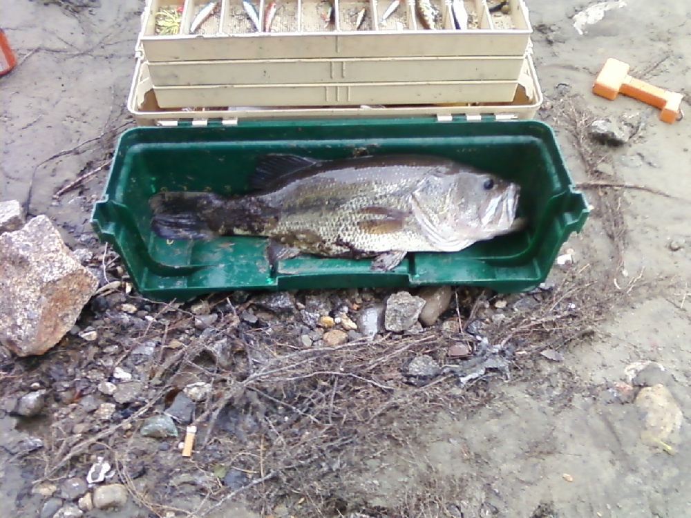 largemouth Bass near Walpole