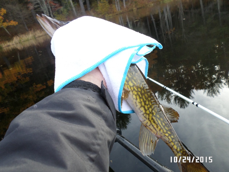 Medium Pickerel near Richmond