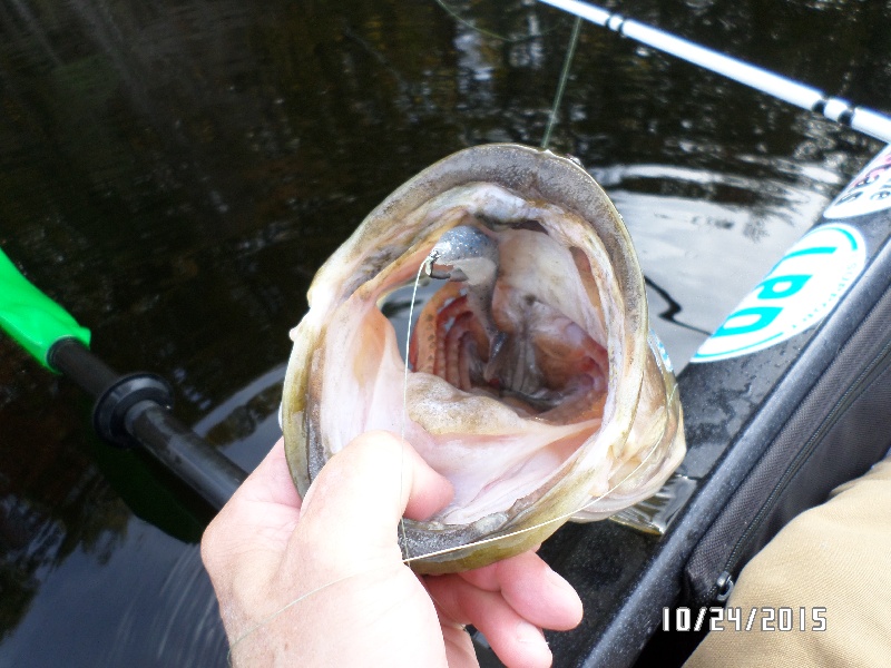 Bucket Mouth near Richmond