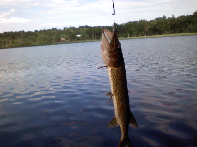 pickerel near Derry