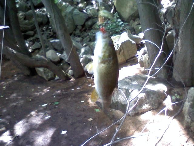 Bedford fishing photo 3