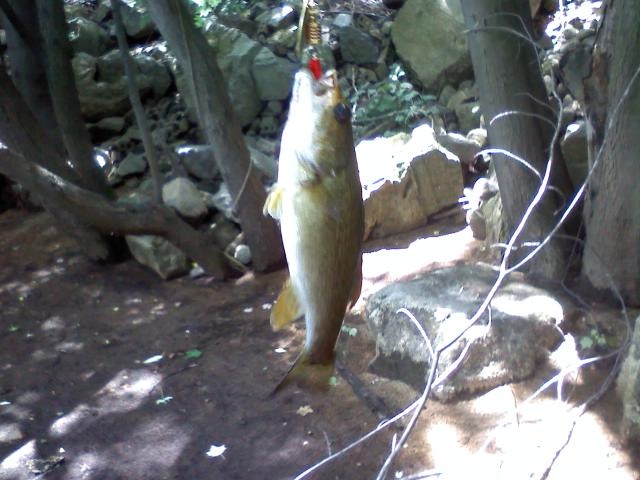 Bedford fishing photo 4