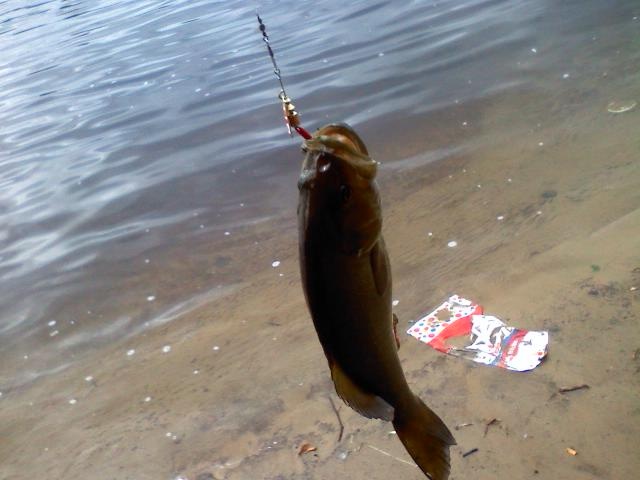 largemouth near Manchester